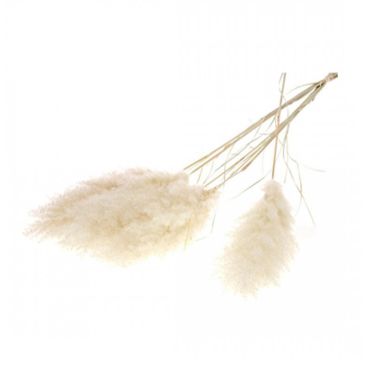 Tige de pampa séchée premium pour décoration bohème chic | jourdefete.com