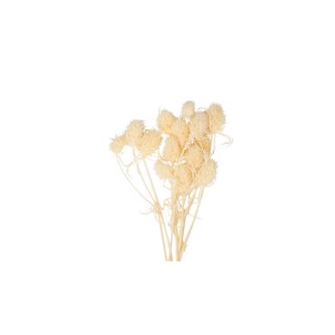 MINI CHARDONS SECHES NATUREL ENV 10 PCS 8CM