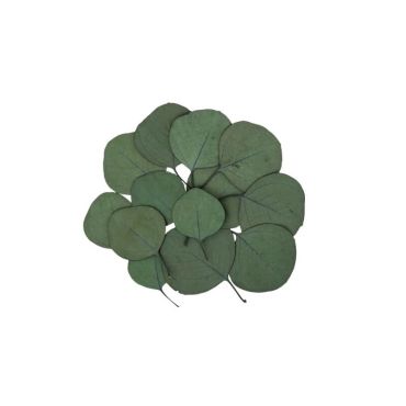 sachet de 15 feuilles eucalyptus | jourdefete.com