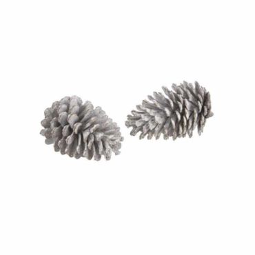 2 Pomme de Pin Blanchi 2 Pomme de Pin Blanchi