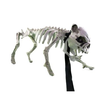 Rocky le chien squelette