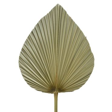Grande Feuille de Palme Naturelle et séchée- 85 cm