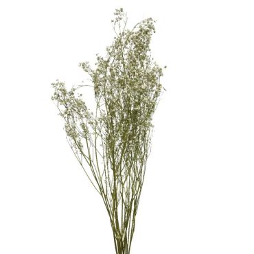 Bouquet de gypsophile séché blanc