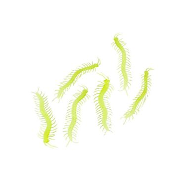 mille-pattes-phosphorescentes | jourdefete.com