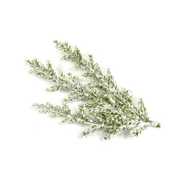 3-petites-branches-decoratives-cyprès-enneigés | jourdefete.com 3-petites-branches-decoratives-cyprès-enneigés | jourdefete.com