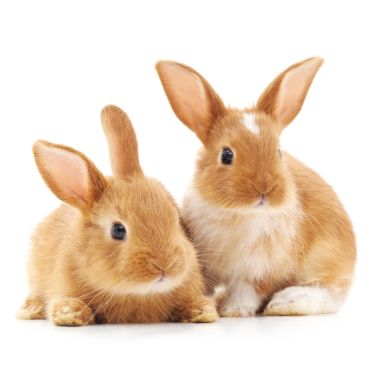 Serviette Atelier Les Frères Lapins avec motifs de lapins adorables | jourdefete.com