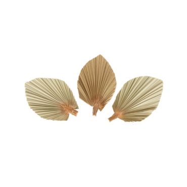 3 têtes de feuille de palme séchées en éventail | jourdefete.com