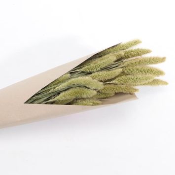 bouquet de setaria vert