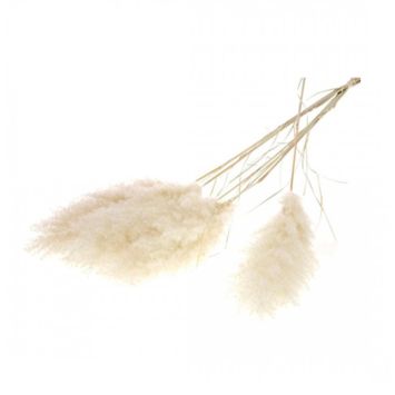 Tige de pampa naturelle blanche - 115 cm