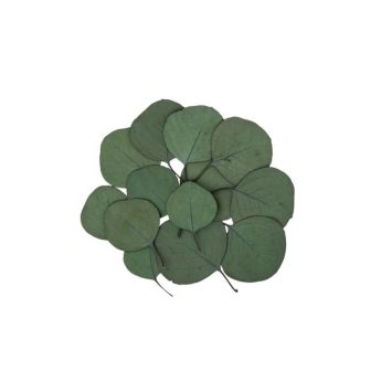 sachet de 15 feuilles eucalyptus | jourdefete.com