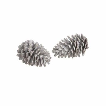 2 Pomme de Pin Blanchi