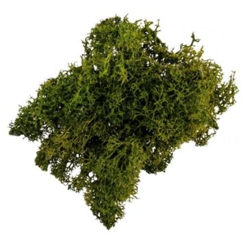 mousse-vegetal-decoration-table|jourdefete.com