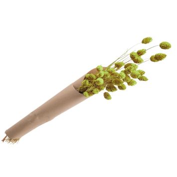 Bouquet de Phalaris Séché - Couleur au choix