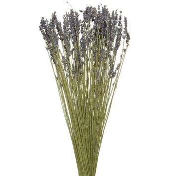 Bouquet de lavande sur tige - 50 cm | jourdefete.com