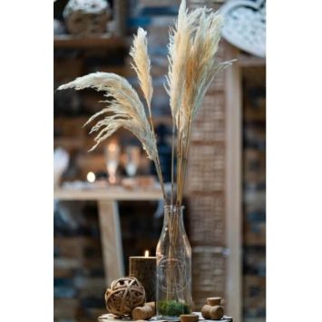 6 tiges Herbe de Pampa naturelle de 65/75 cm