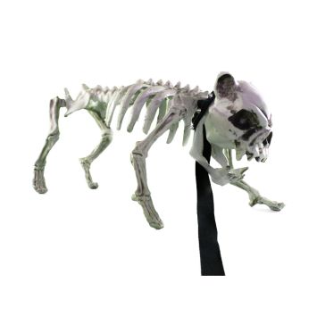 Rocky le chien squelette