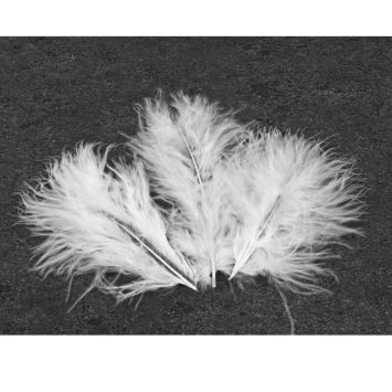 20 Plumes Décoratives - Blanc