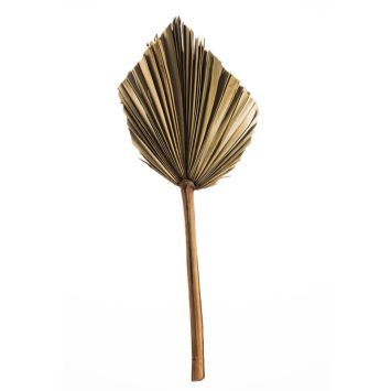 Feuille de palmier géante - 1 m | jourdefete.com