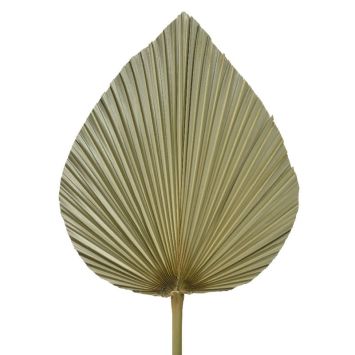 Grande Feuille de Palme Naturelle et séchée- 85 cm