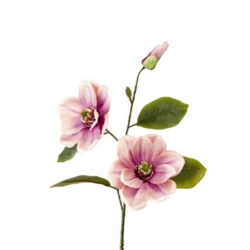 magnolia rose 2 fleurs et un bouton | jourdefete.com