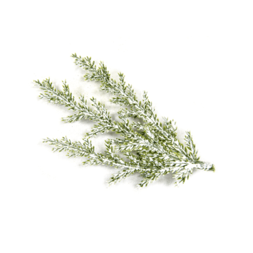 3-petites-branches-decoratives-cyprès-enneigés | jourdefete.com