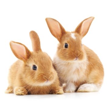 20 serviettes en papier - 33 x 33 cm - Atelier "Les Frères Lapins"