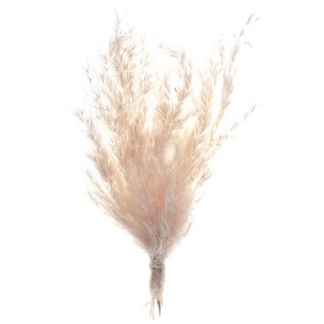 Pampa naturelle - 6 x 20 cm