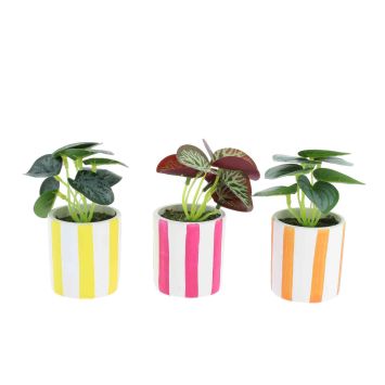 Petite plante artificielle aux feuilles vertes tachetées dans un pot à rayures | jourdefete.com