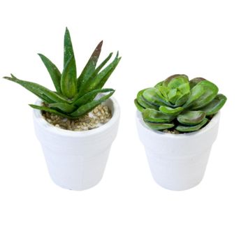plantes-succulentes-avec-pot|jourdefete.com