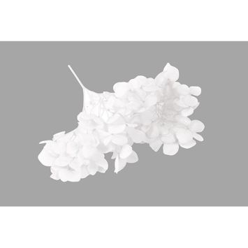 Tige de petites fleurs séchées - Couleur au choix