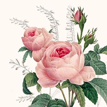 Serviettes Cocktail Wonderful Rose motif floral romantique | jourdefete.com Serviettes Cocktail Wonderful Rose motif floral romantique | jourdefete.com
