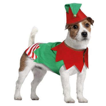 Chien déguisé en lutin de Noël avec habit vert et bonnet pointu | jourdefete.com