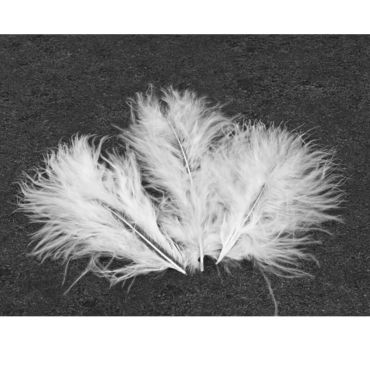20 Plumes Décoratives - Blanc 20 Plumes Décoratives - Blanc