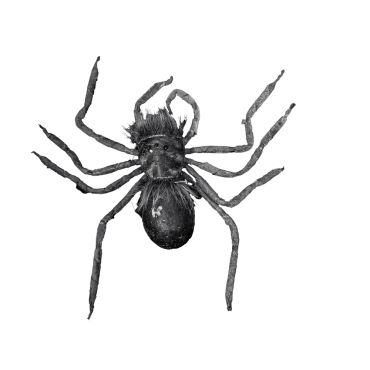 Araignée animée et sonore 120 cm pour décoration Halloween | jourdefete.com