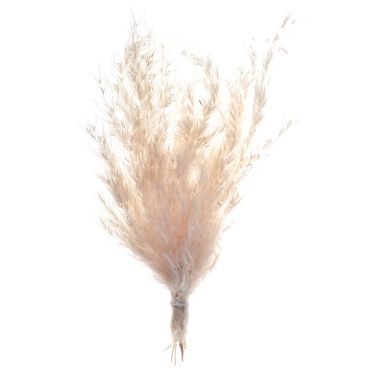 Petite pampa naturelle séchée pour décoration bohème | jourdefete.com