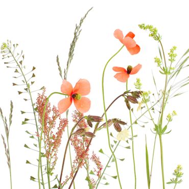 Serviettes Atelier "Prairie" avec motifs de fleurs des champs | jourdefete.com Serviettes Atelier "Prairie" avec motifs de fleurs des champs | jourdefete.com