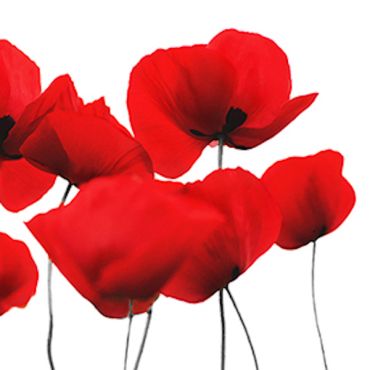Serviettes cocktail Red Poppy avec motif coquelicots rouge vif | jourdefete.com Serviettes cocktail Red Poppy avec motif coquelicots rouge vif | jourdefete.com